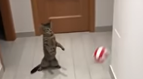 Un fan al lui Juventus Torino și-a filmat pisica în timp ce apăra ca un veritabil portar