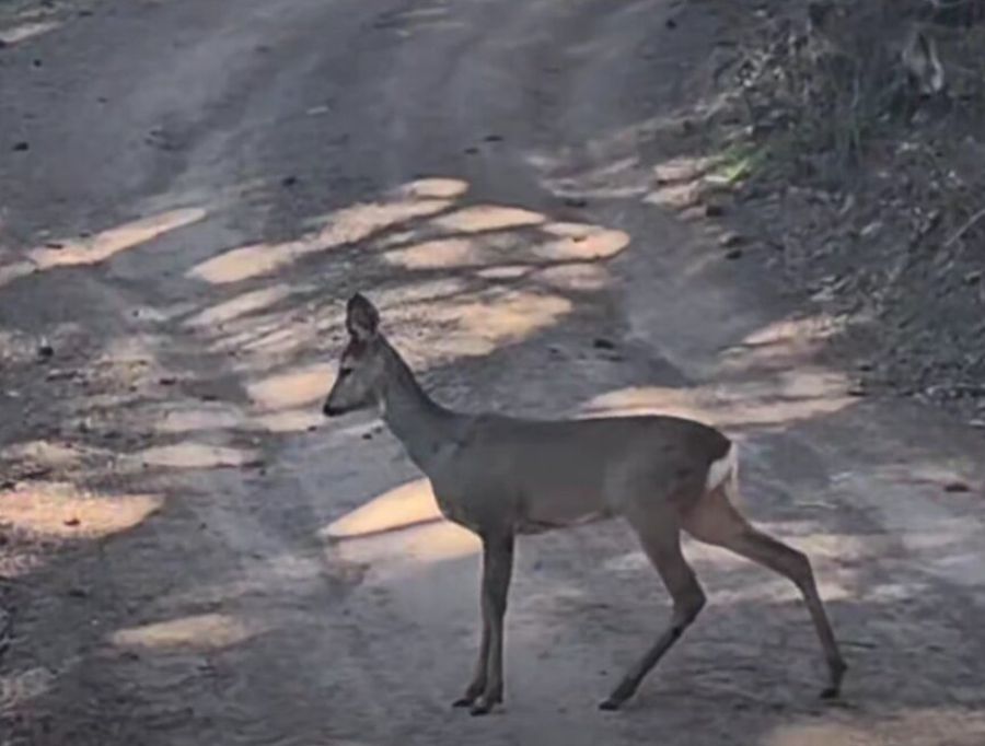 George Copos, piruete cu restaurantul „Panoramic” din Brașov: „De 20 de milioane euro a cumpărat tot muntele Tâmpa” + Reacție bizară a fostului patron din Giulești