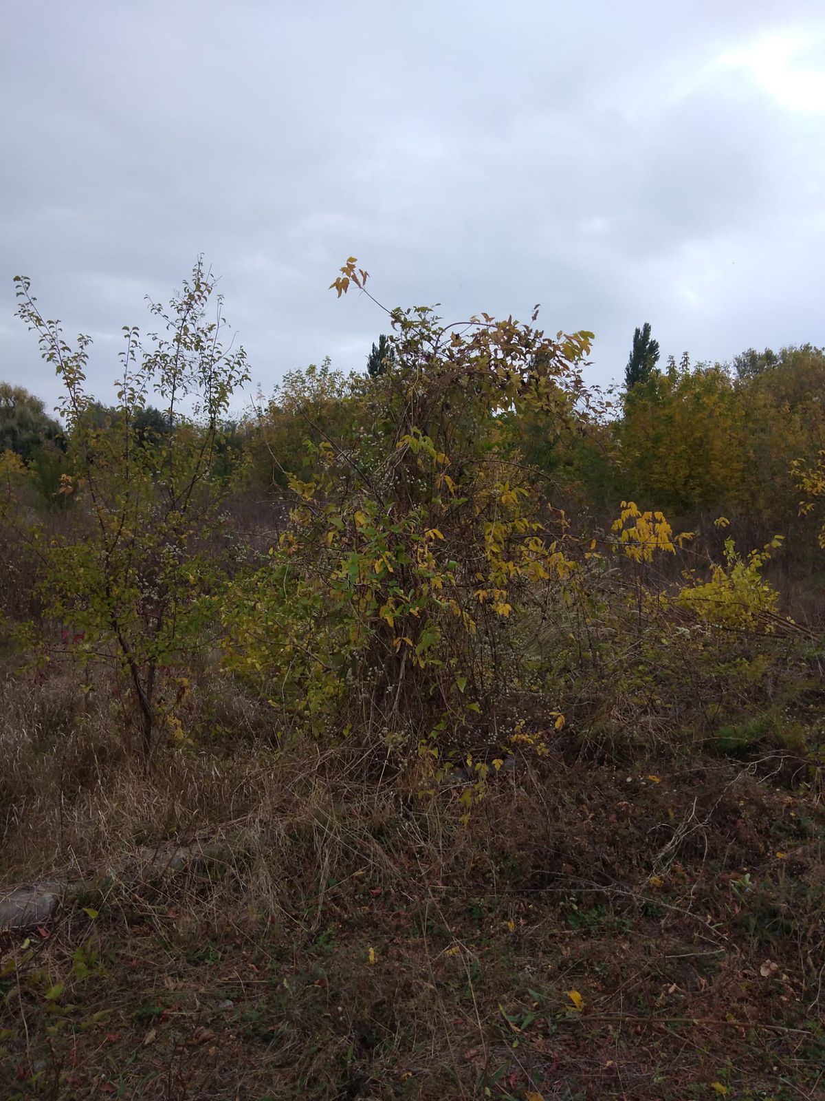 Investiția lui Dan Șucu e gata » Baza de 5,5 milioane de euro a Rapidului poate fi folosită la un an de la începerea lucrărilor