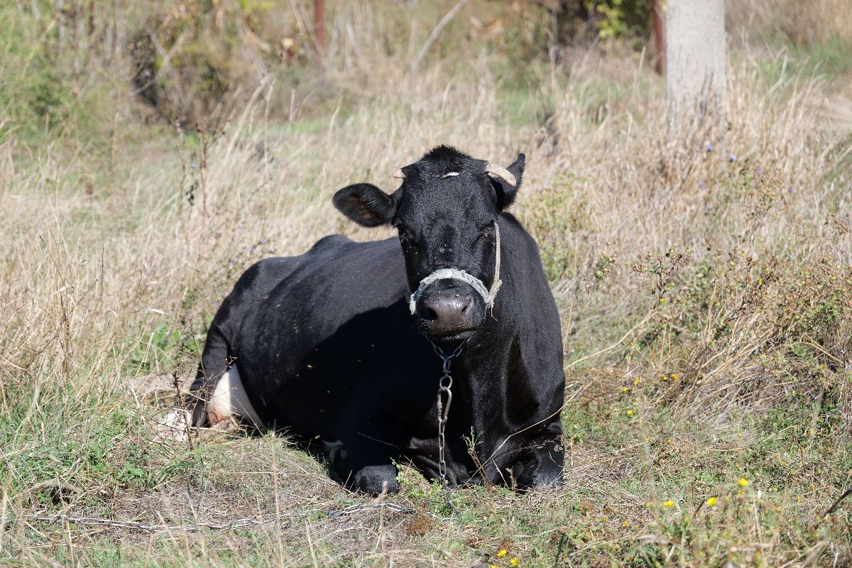 Politehnica UTM - Zimbru, Derby-ul Chișinăului, jucat la țară