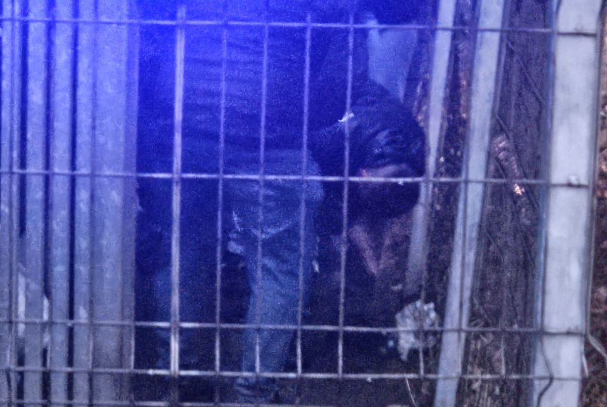 Filmul incidentelor de la Arena Națională » Intervenția Jandarmeriei asupra elvețienilor, pas cu pas: „Încă un centimetru și e bătaie cu noi! Go there, băga-mi-aș p***!”