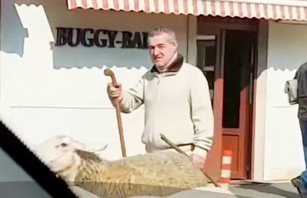 FCSB // Comentatorul Emil Grădinescu îl ironizează pe Gigi Becali: „De unde să știi, când tu muți oile de pe o parte pe alta a autostrăzii?! Cu cușma pe ochi și mițoasa pe umeri”