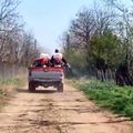 Angajații Primăriei au stropit tufișurile
