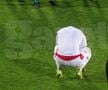 3 detalii de la Csikszereda - Dinamo: jucătorul „câinilor” a plâns în hohote după meci + Burcă și fotbaliștii săi au scandat cu galeria „România, România”