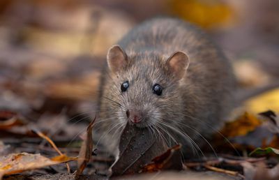 Produse eficiente pentru a scăpa de șobolani. Ce funcționează cu adevărat și cum se folosesc corect