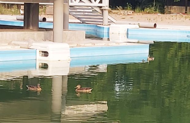 Ștrandul rațelor sălbatice » De 4 ani, autoritățile blochează renovarea Bazei Tineretului