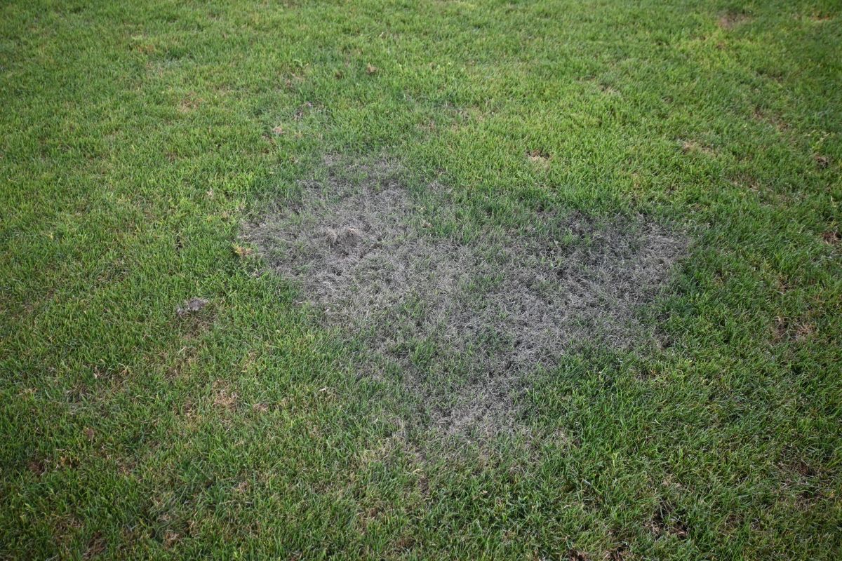 Arcul de Triumf Gazon