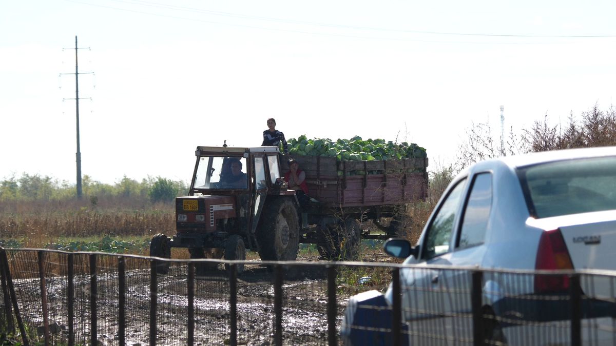 Fotbal la Lungulețu printre tone de varză! »„Am chemat «Uberul» ca să nu vin prin noroaie. Trage-i frâna de mână la cal”