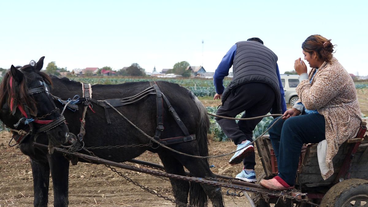 Fotbal la Lungulețu printre tone de varză! »„Am chemat «Uberul» ca să nu vin prin noroaie. Trage-i frâna de mână la cal”