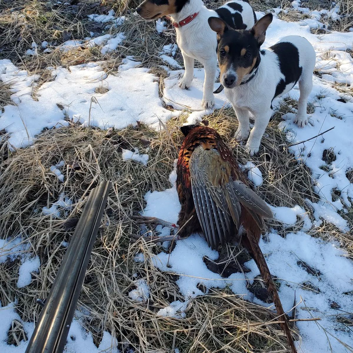 Marius Alexandru -- Desafio. Aventura