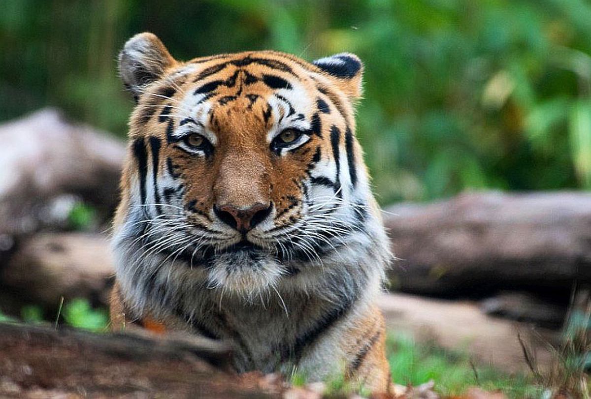 Un tigru din New York are coronavirus » Ce simptome a avut și de unde a luat virusul