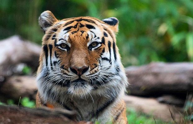 Un tigru din New York are coronavirus » Ce simptome a avut și de unde a luat virusul