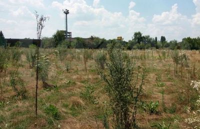 EXCLUSIV Contre USR - PSD cu baza Pro Rapid » Clotilde Armand a atacat prima: „În PUZ-ul făcut în pandemie, baza e centru de afaceri”. Replica lui Dan Tudorache