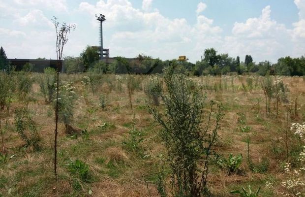 EXCLUSIV Contre USR - PSD cu baza Pro Rapid » Clotilde Armand a atacat prima: „În PUZ-ul făcut în pandemie, baza e centru de afaceri”. Replica lui Dan Tudorache