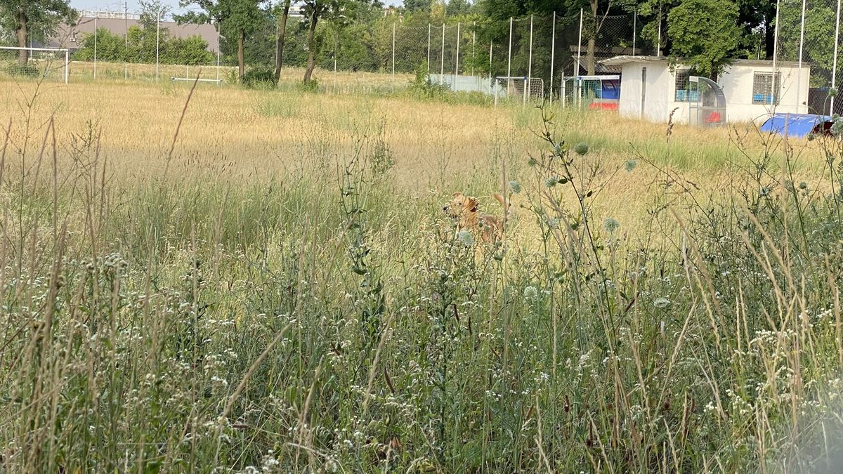 Baza sportivă inaugurată în 2020 de Firea a ajuns un DEZASTRU! Imagini deplorabile din Sectorul 3