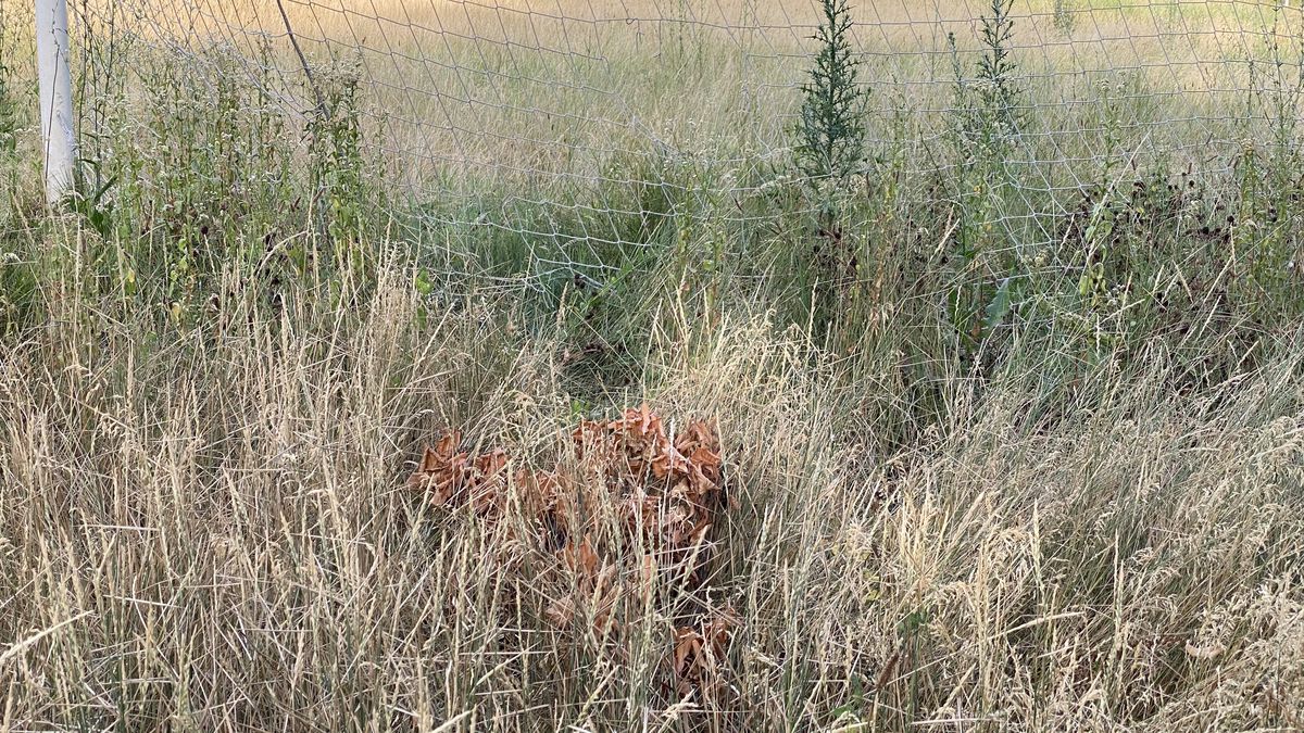 Baza sportivă inaugurată în 2020 de Firea a ajuns un DEZASTRU! Imagini deplorabile din Sectorul 3