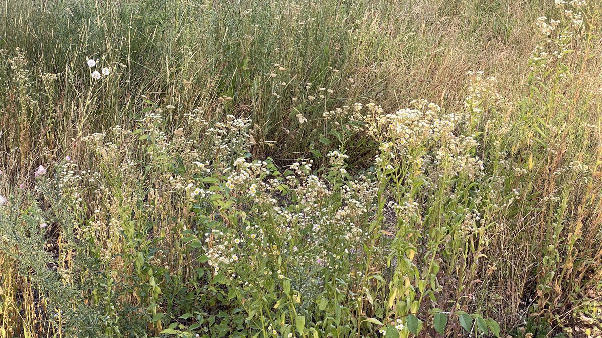 Baza sportivă inaugurată în 2020 de Firea a ajuns un DEZASTRU! Imagini deplorabile din Sectorul 3