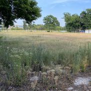 În 2022, iarba naturală de gazon a dispărut. În loc au apărut doar buruienile