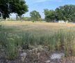 În 2022, iarba naturală de gazon a dispărut. În loc au apărut doar buruienile