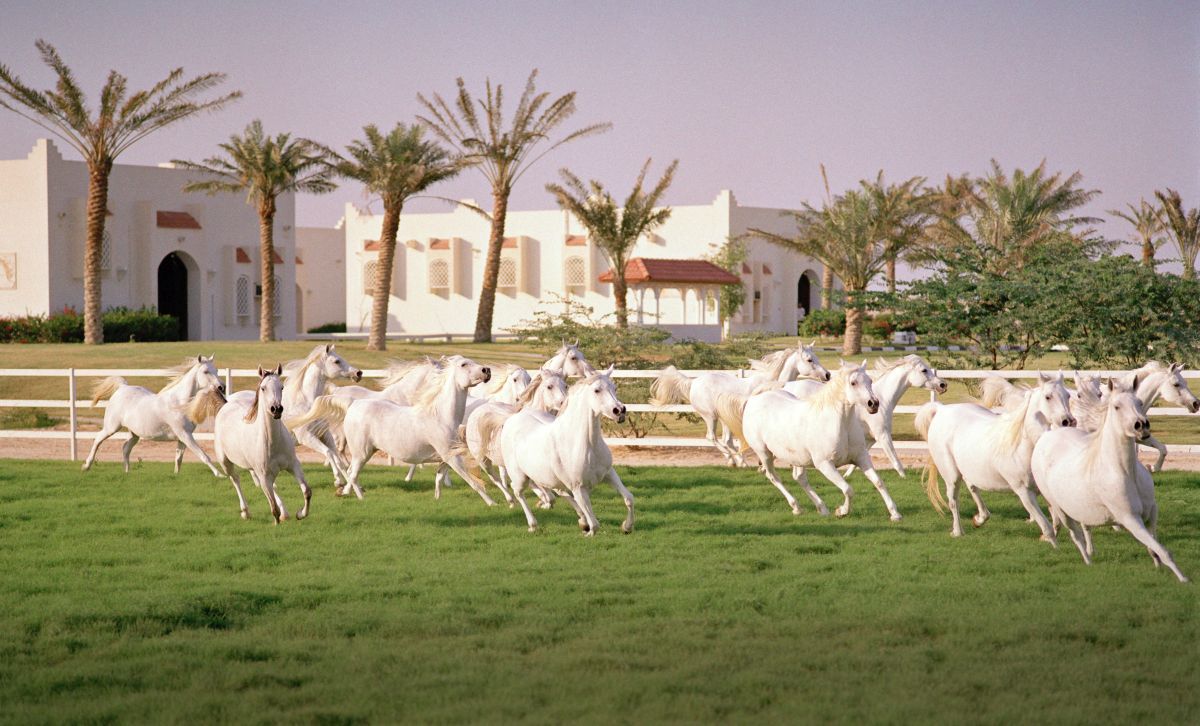 Clubul ecvestru  Al Shaqab