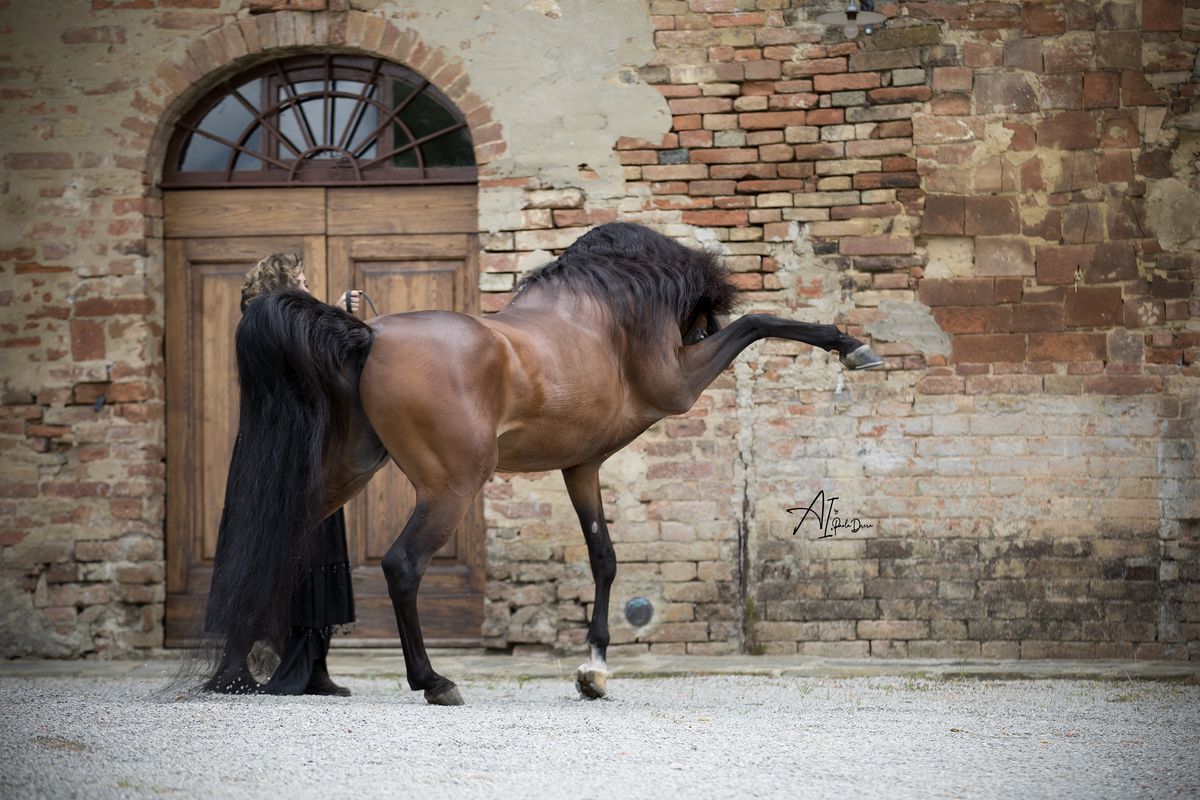 Clubul ecvestru  Al Shaqab