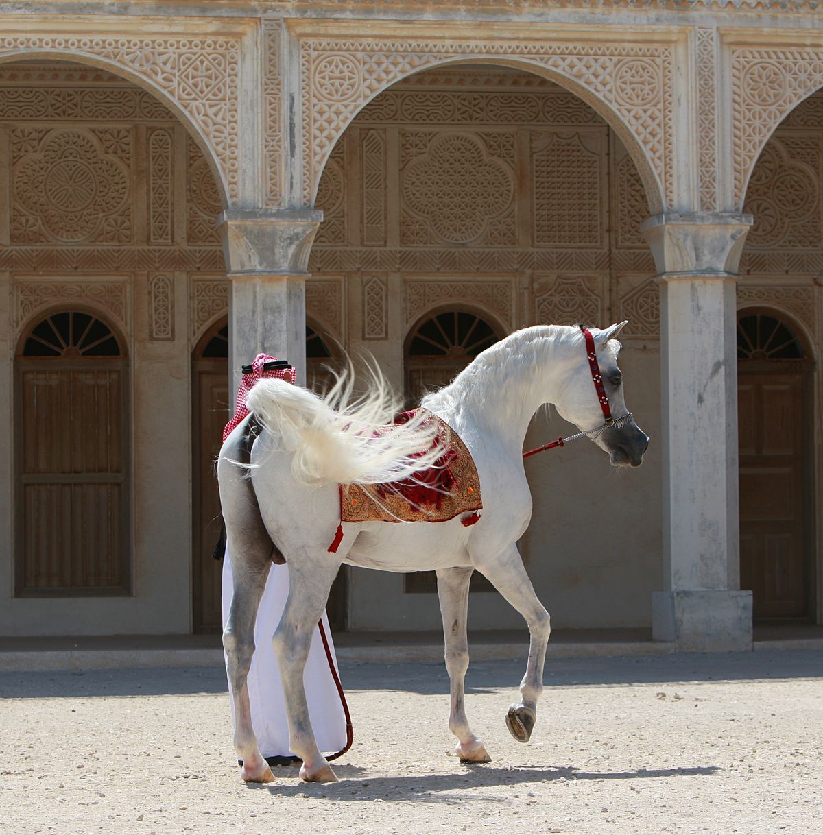 Clubul ecvestru  Al Shaqab