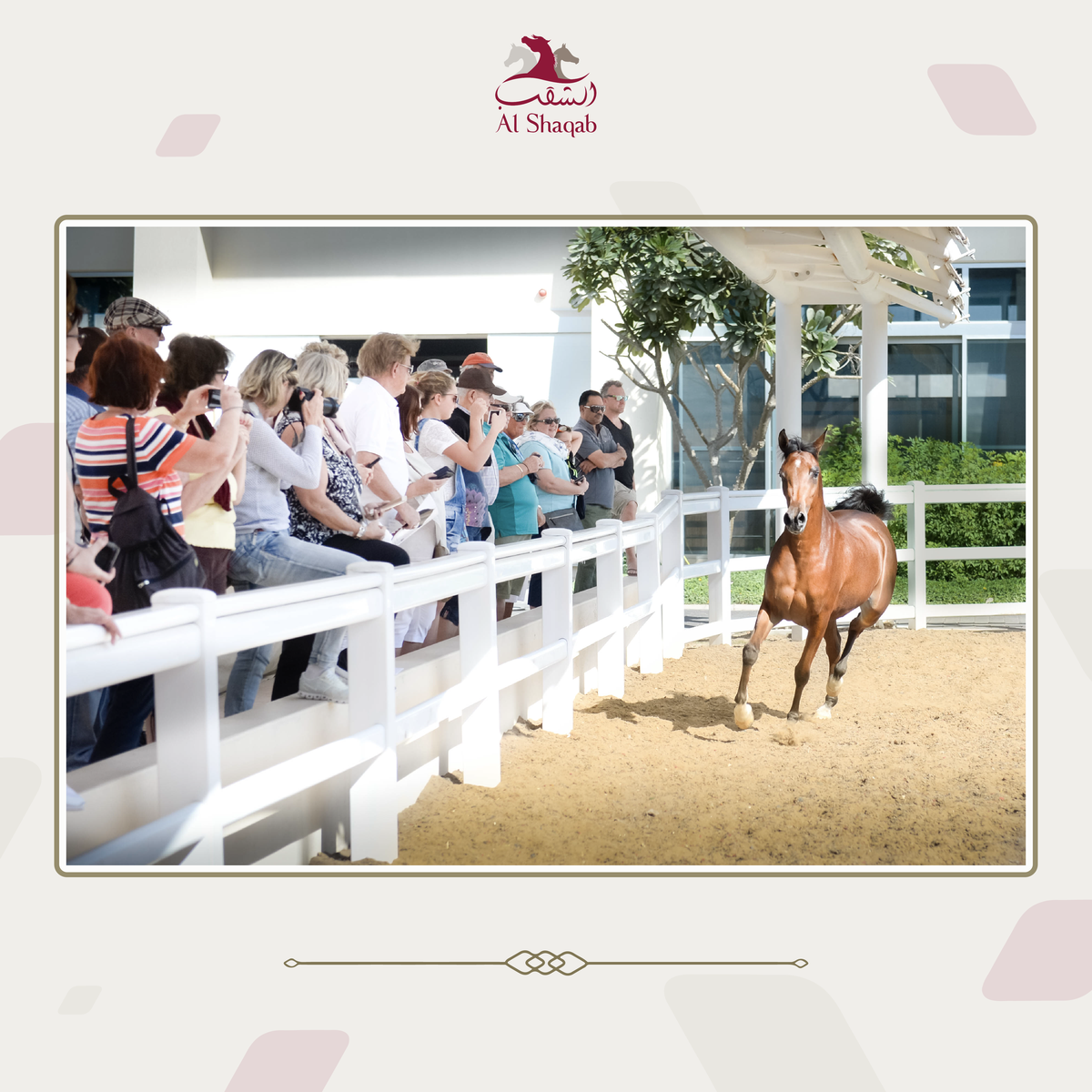 Clubul ecvestru  Al Shaqab