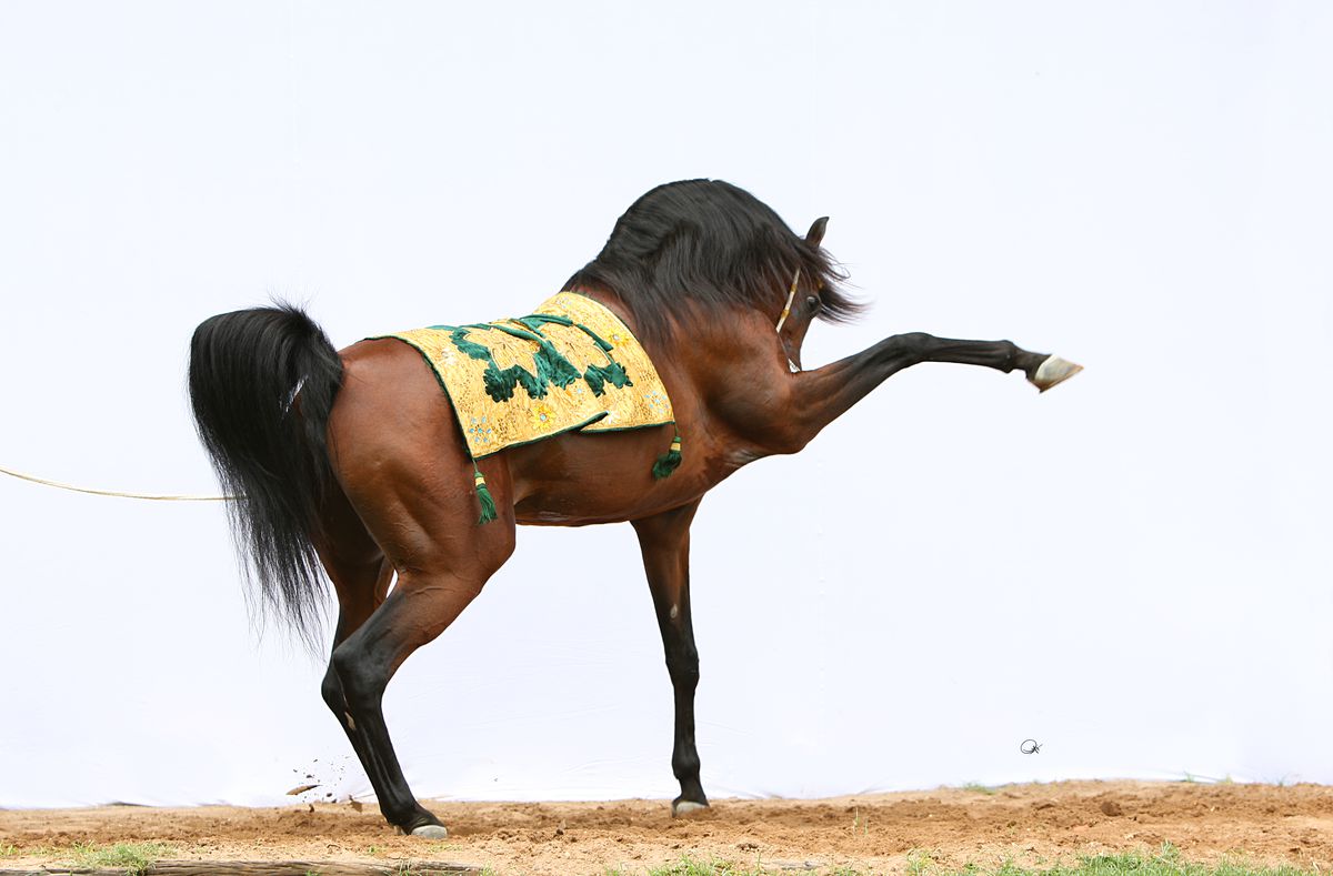 Clubul ecvestru  Al Shaqab