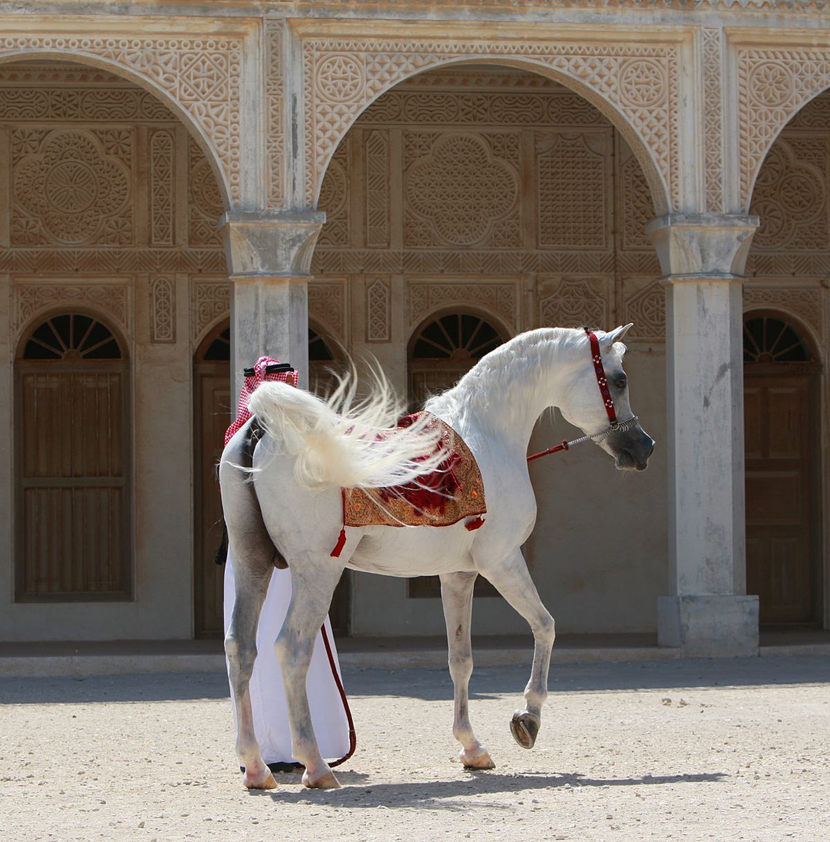 Clubul ecvestru  Al Shaqab