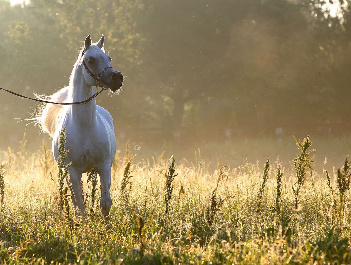 GSP a vizitat clubul ecvestru Al Shaqab din Doha: 400 de angajați, 700 de cai și condiții la care sportivii din România doar visează