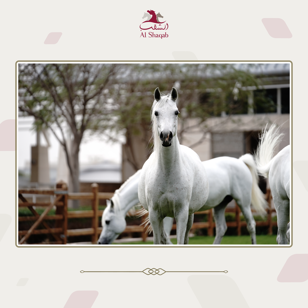 Clubul ecvestru  Al Shaqab