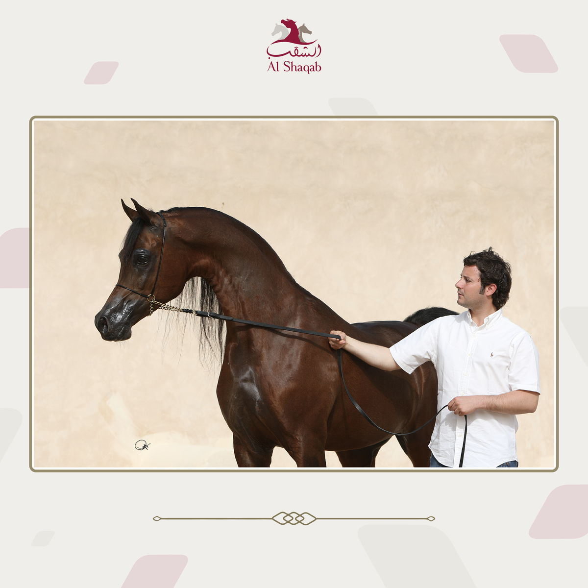 Clubul ecvestru  Al Shaqab