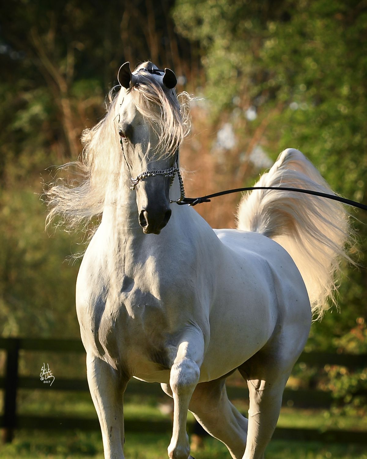 Clubul ecvestru  Al Shaqab