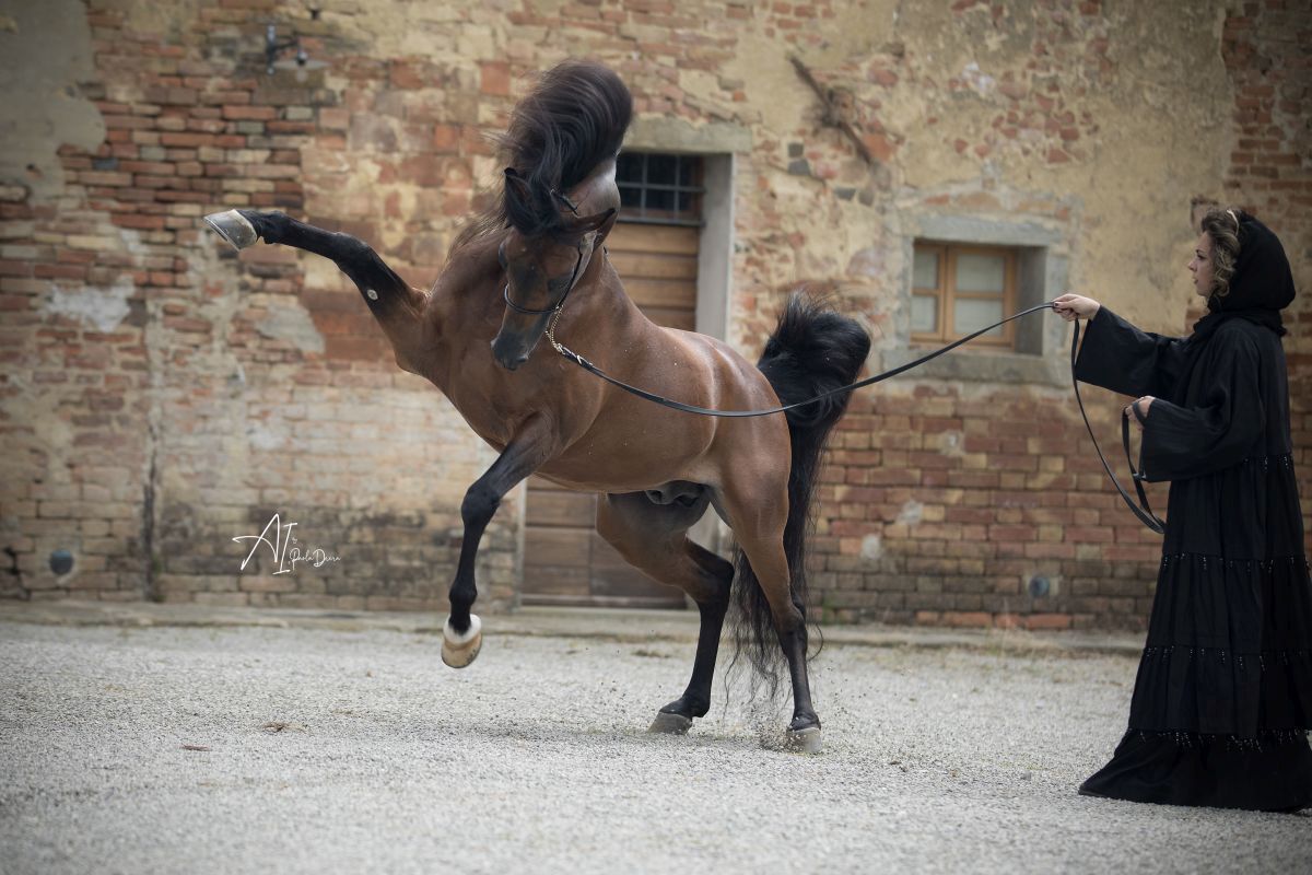 GSP a vizitat clubul ecvestru Al Shaqab din Doha: 400 de angajați, 700 de cai și condiții la care sportivii din România doar visează