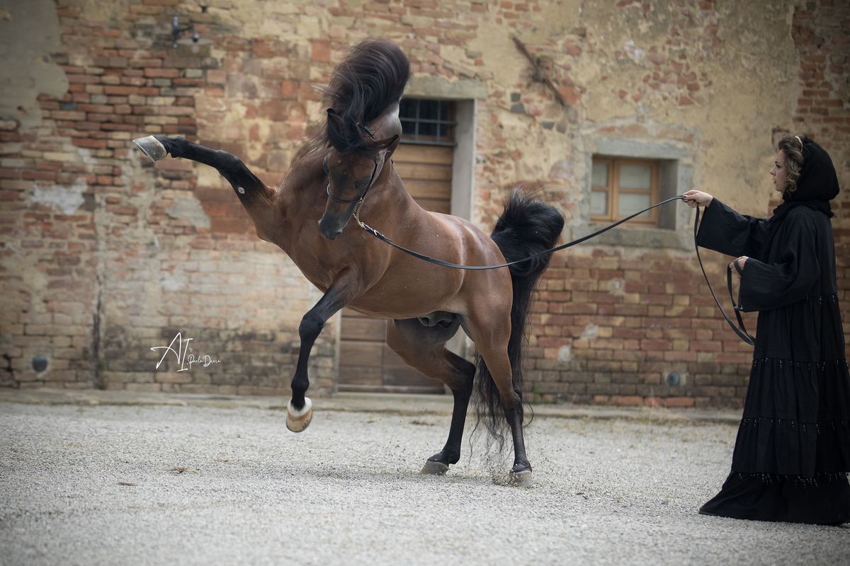 Clubul ecvestru  Al Shaqab