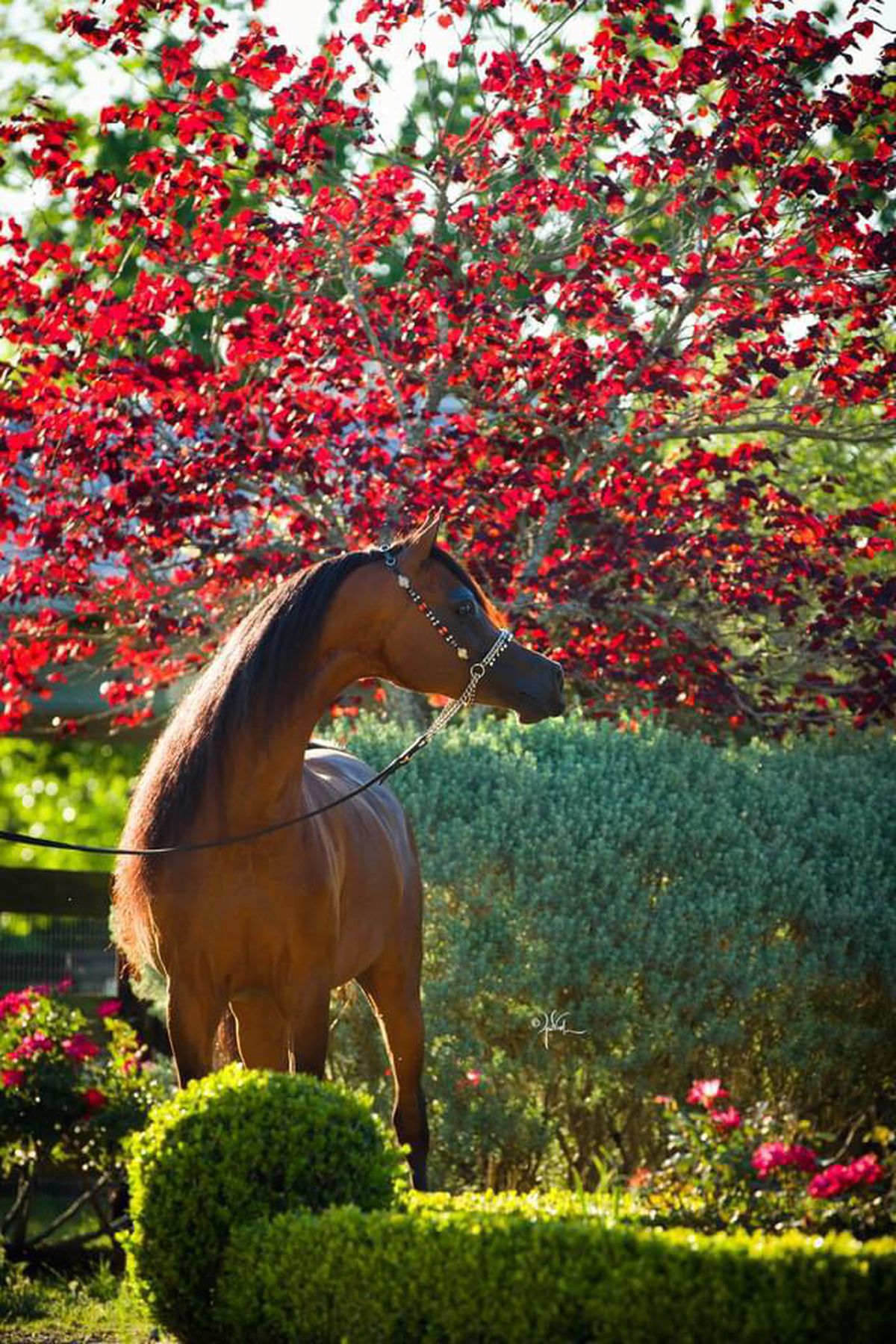 GSP a vizitat clubul ecvestru Al Shaqab din Doha: 400 de angajați, 700 de cai și condiții la care sportivii din România doar visează