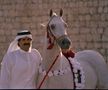 GSP a vizitat clubul ecvestru Al Shaqab din Doha: 400 de angajați, 700 de cai și condiții la care sportivii din România doar visează