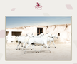 GSP a vizitat clubul ecvestru Al Shaqab din Doha: 400 de angajați, 700 de cai și condiții la care sportivii din România doar visează