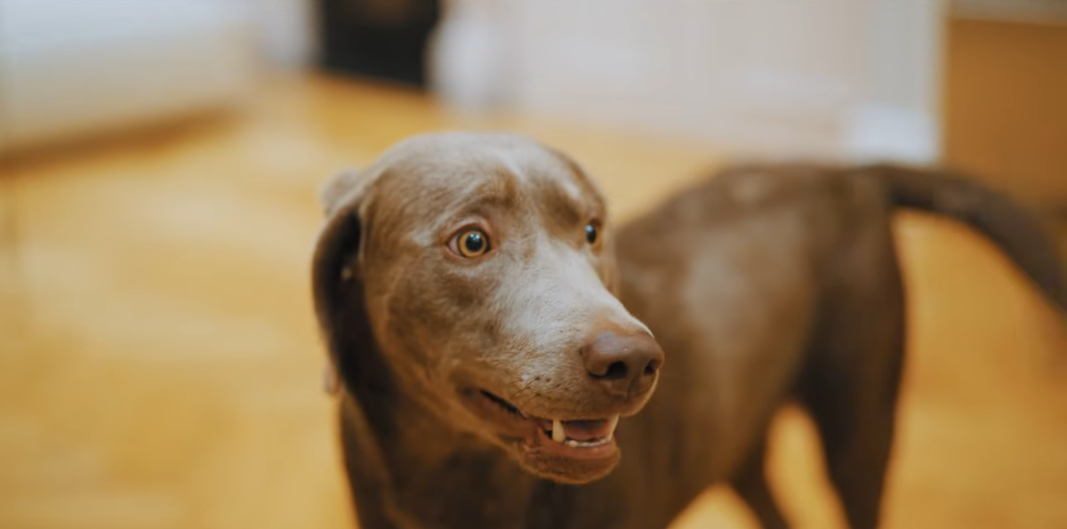 Radu Drăgușin a deschis ușa casei sale