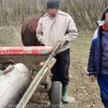 Morunul de 140 de kilograme a fost eliberat / Sursă foto: Poliția de Frontieră