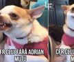 Meme-uri după Rapid - CFR Cluj 1-4