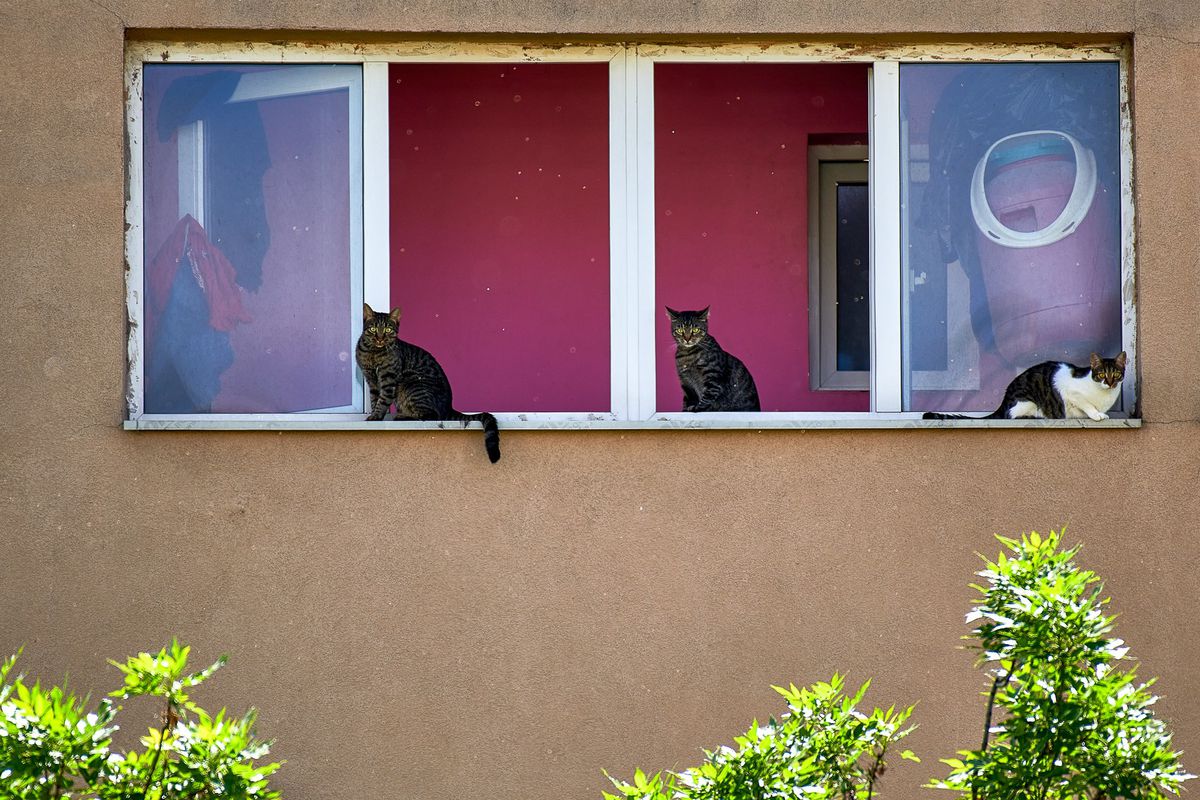 COVID-19. Alexandru Rafila, detalii despre testarea la nivel național care urmează: „O să fie zeci de mii de teste! Vom primi răspunsuri la întrebările pe care le avem”