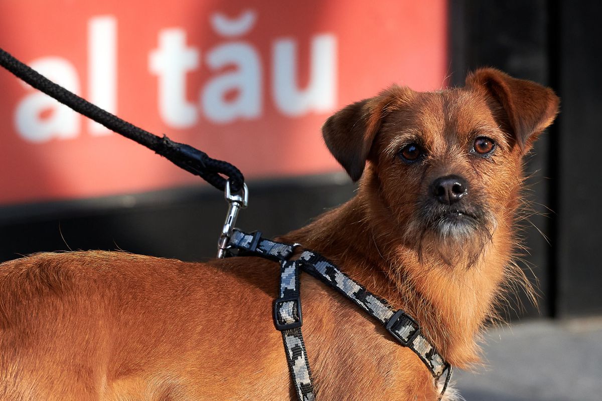 COVID-19. Se redeschid terasele după 15 mai? Amendamentul propus de PSD care poate schimba legea Guvernului Orban