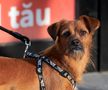 Bucuresti - 7 mai