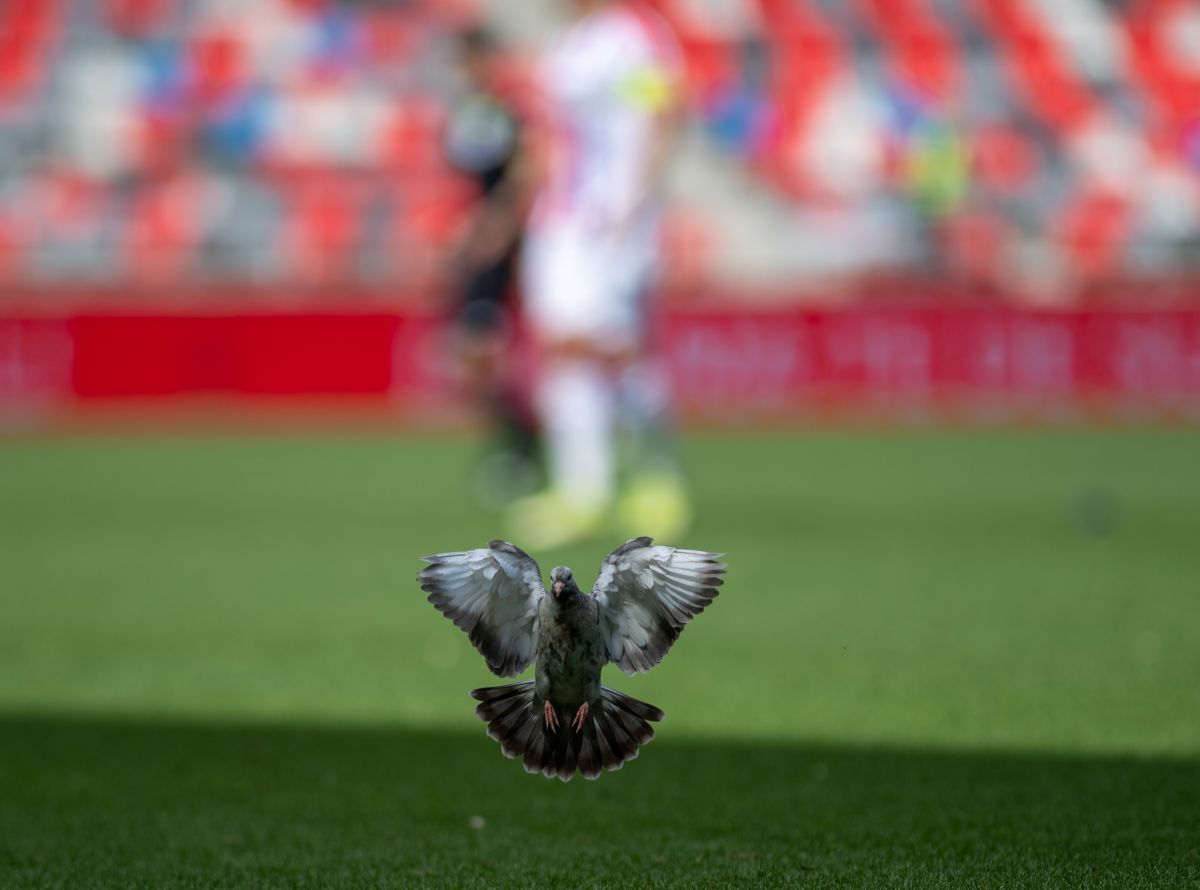 CSA Steaua - Oțelul Galați, 7 mai 2023