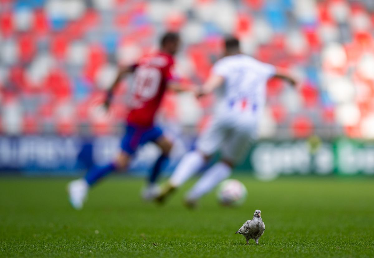 CSA Steaua - Oțelul Galați, 7 mai 2023