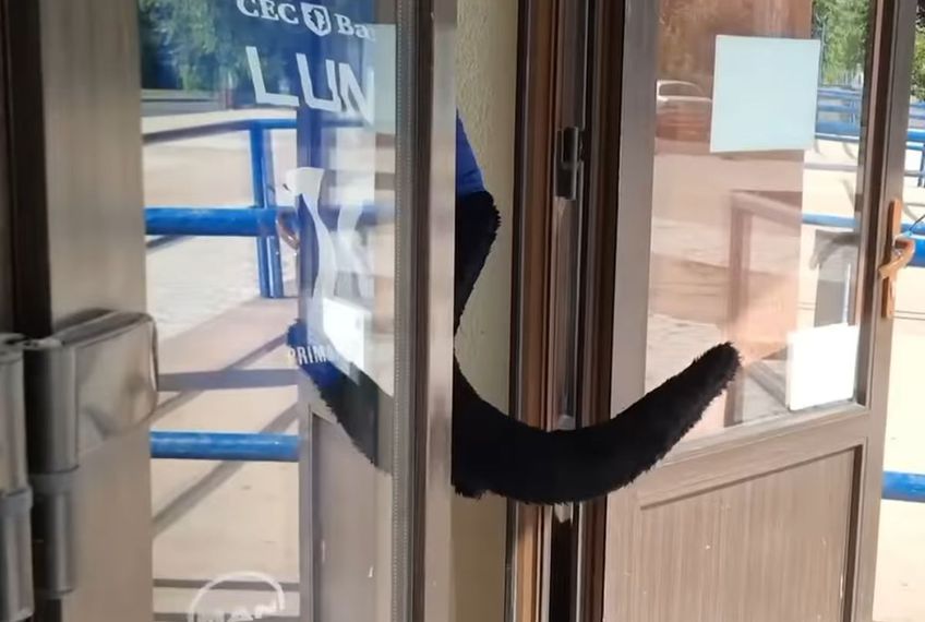 Pantera neagră fugită din Bulgaria și ajunsă în România a devenit subiectul momentului în ultimele zile