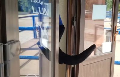 Au găsit pantera neagră! » Clubul din „Liga Florilor” a „deturnat” cu umor știrea Andreei Esca: „Urmele duc către sala noastră”