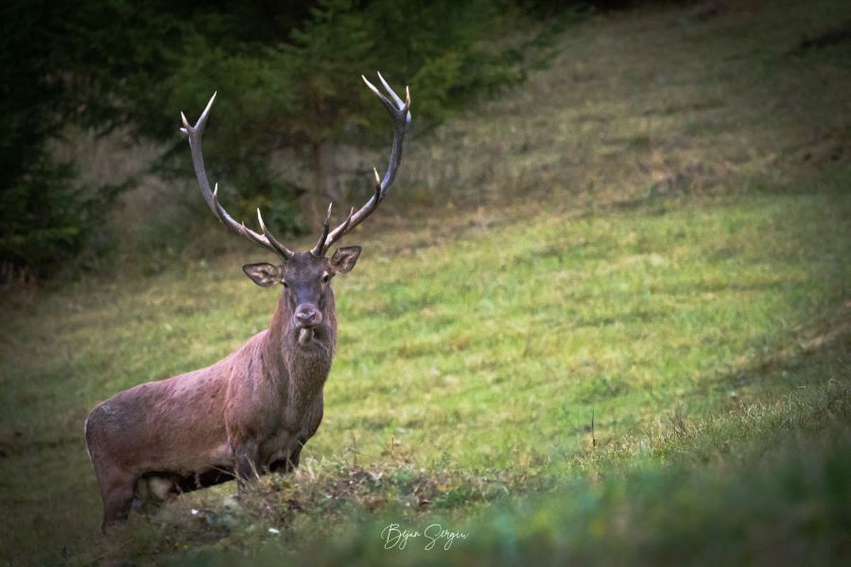 SPECIAL GSP Cine e fotograful Sergiu Bejan, canotorul de calibru cu o pasiune specială: „Prefer aparatul foto în locul la PlayStation”