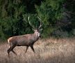 SPECIAL GSP Cine e fotograful Sergiu Bejan, canotorul de calibru cu o pasiune specială: „Prefer aparatul foto în locul la PlayStation”